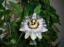 :  > Mučenka (Passiflora caerulea)