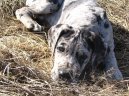 :  > Německá doga (Deutsche Dogge)