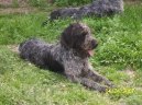 :  > Německý drátosrstý ohař (Deutcscher Drahthaariger Vorstehhund)