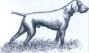 :  > Německý krátkosrstý ohař (Deutscher Kurzhaariger Vorstehhund)