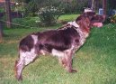 :  > Německý křepelák (German Spaniel, Deutscher Wachtelhund)