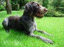 :  > Německý ostnosrstý ohař (Deutsch Stichelhaar, German Rough-haired Pointing Dog)