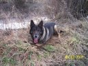 :  > Německý ovčák (German Shepherd Dog)