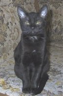 :  > Německý rex (German Rex Cat)
