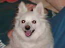 :  > Německý špic malý (Deutscher spitz - Kleinspitz, German Spitz – Miniature Spitz)