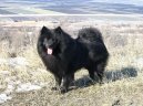 :  > Německý špic (Deutscher spitz, German Spitz)