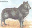 :  > Něnecká jelení lajka (Nenets Herding Laika, Reindeer Herding Laika)