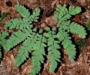 :  > Netík (Adiantum)