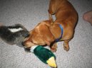 :  > Než si domů přivedeme pejska (Requisites for dogs)