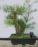 Фотография: Podocarpus, kamenn