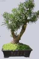 Фотография: Podocarpus, kamenn