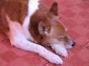 :  > Norbotenský špic (Norrbottenspitz, Norrbottenspets)
