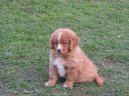 :  > Novoskotský retrívr (Nova Scotia Duck Tolling Retriever)