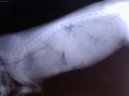 :  > Onkologie - Novotvary mléčné žlázy u fen (Veterinární zákroky)