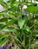 Фотография: Capsicum frutescent, Capsicum annum