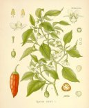 Фотография: Capsicum frutescent, Capsicum annum