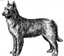 :  > Pikardský ovčák (Berger de Picardie, Picardy Sheepdog)