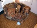 :  > Polský ogar (Ogar Polski, Polish Hound)