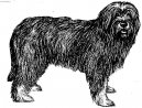 :  > Portugalský ovčák (Portuguese sheepdog)