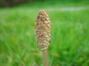 Фотография: Equisetum arvense L.