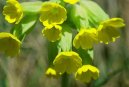 :  > Prvosenka Jarní (Primula veris L.)