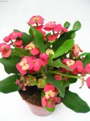 :  > Pryšec zářivý, „Kristova koruna“ (Euphorbia milii)