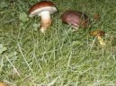 Puzzle online: Ostatní 3