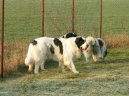 :  > Pyrenejský mastin (Pyrenean Mastiff, Mastin de los Pirineos)