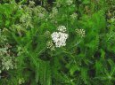 Фотография: Achillea millefolium