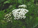 Фотография: Achillea millefolium