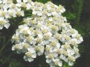 Фотография: Achillea millefolium