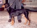 :  > Řecký honič (Hellinikos Ichnilatis, Hellenic Hound, Greek Harehound)