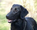 :  > Retrívři (Retriever)