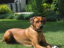 :  > Rhodéský ridgeback, Rhodézský ridgeback (Rhodesian Ridgeback)