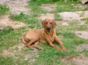 Rhodéský ridgeback, Rhodézský ridgeback