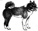 Ruskoevropská lajka