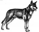 :  > Saarlosův vlčák (Saarloswolfhond)