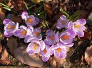 :  > Šafrán (Crocus)