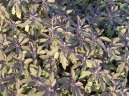 :  > Šalvěj Lékařská (Salvia officinalis)