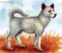 :  > Sanšu (Sanshu Dog)
