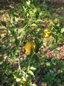 :  > Satsuma, mandarinka unšiu (Citrus unshiu)