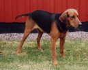 :  > Schillerův honič (Schillerstovare, Schiller Hound)