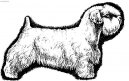 Sealyham teriér