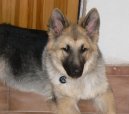 :  > Shilohský ovčák (Shiloh shepherd)