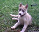 Sibiřský husky
