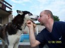 Sibiřský husky