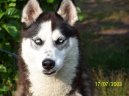 Sibiřský husky