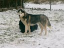 :  > Sibiřský husky (Siberian Husky)