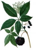 :  > Sibiřský Ženšen (Eleutherococcus senticocus)