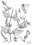 :  > Šišák (Scutellaria lateriflora)